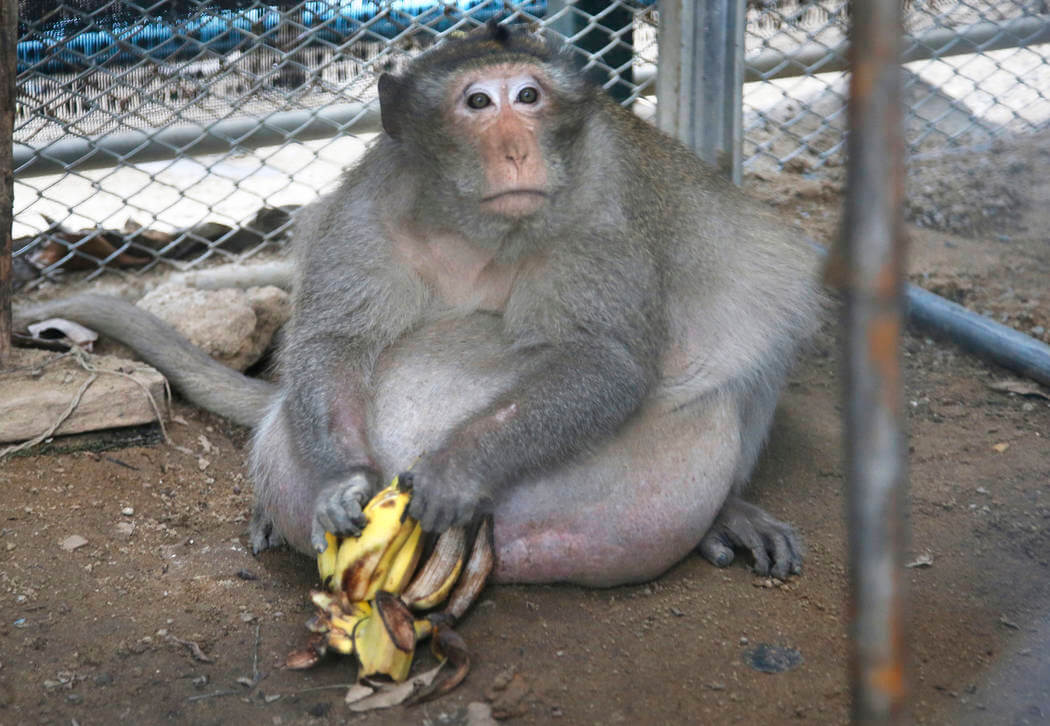 Gojazni majmun