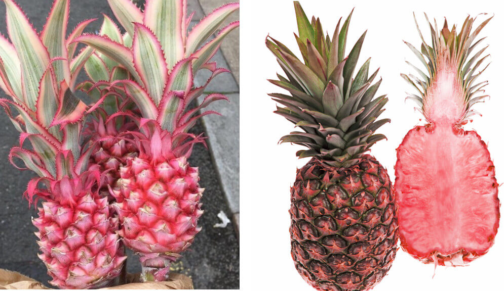 Pink ananas