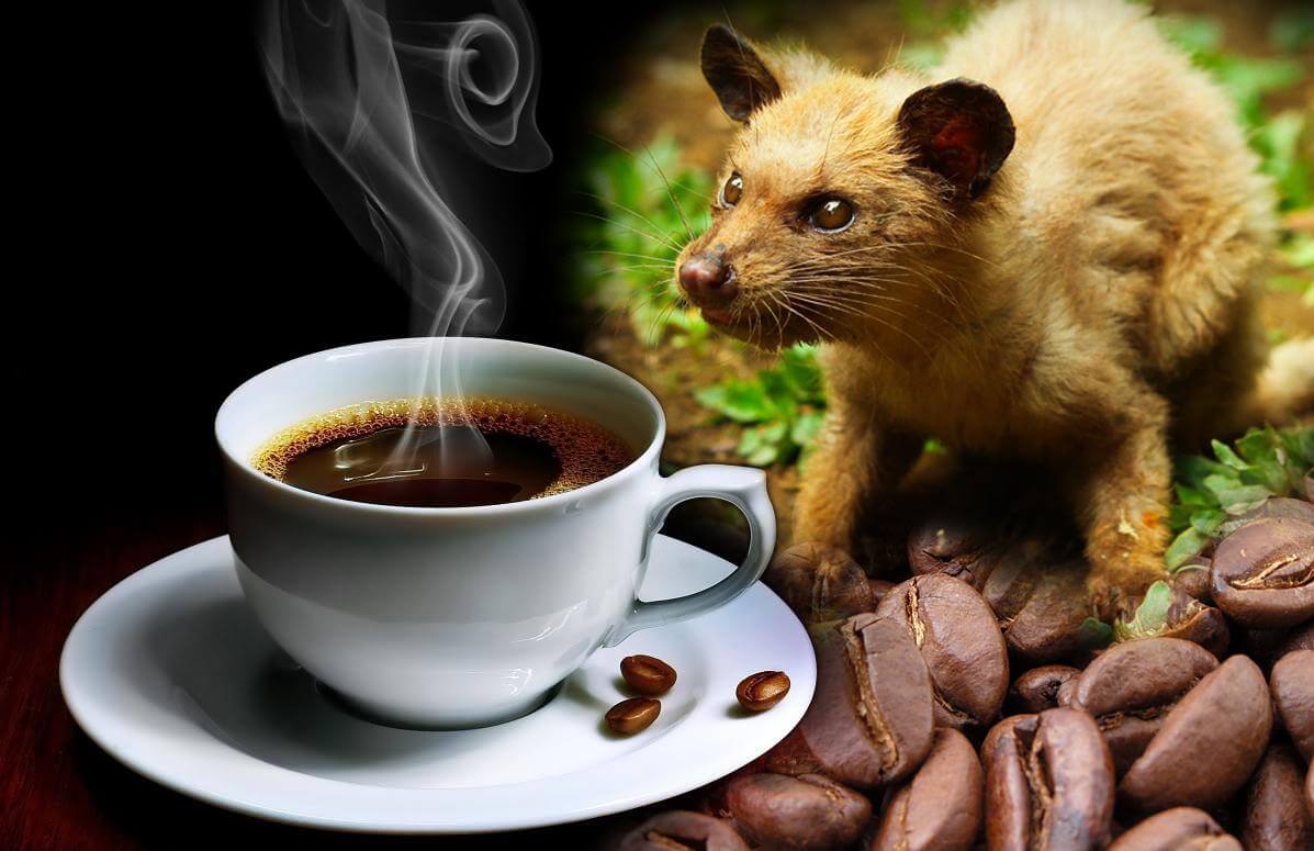 Kopi Luwak kafa