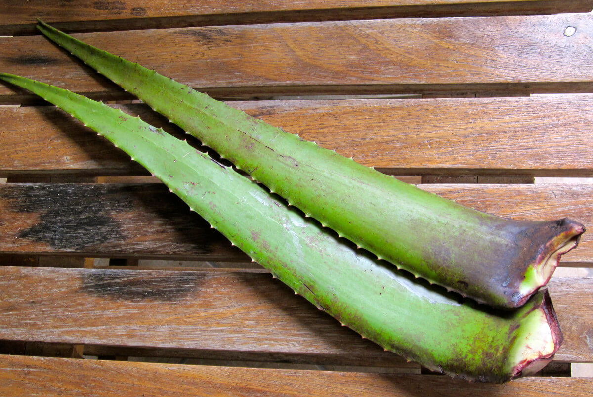 Listovi aloe vere