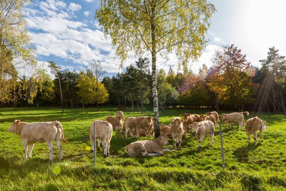 Krave na prostranoj farmi Aleksandra Polmarda