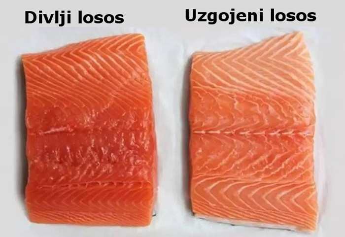 Razlika između divljeg i uzgojenog lososa