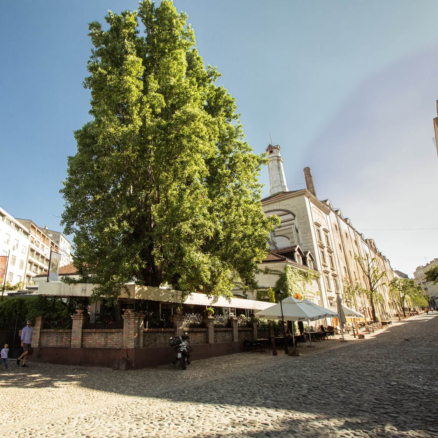 restoran velika skadarlija 7 0